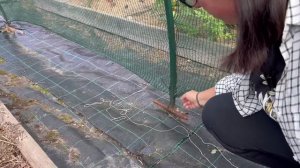 1. Обзор нашего питомника растений // Маточники