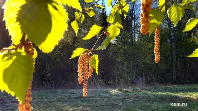 Все ответы внутри. Отзывы участников майской випассаны смотреть онлайн
