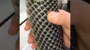 Завораживающее видео: змея сбрасывает кожу