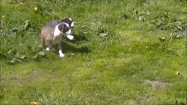 Немецкий боксер Никинк Вар Хард РАМИР и РИККО смотреть онлайн