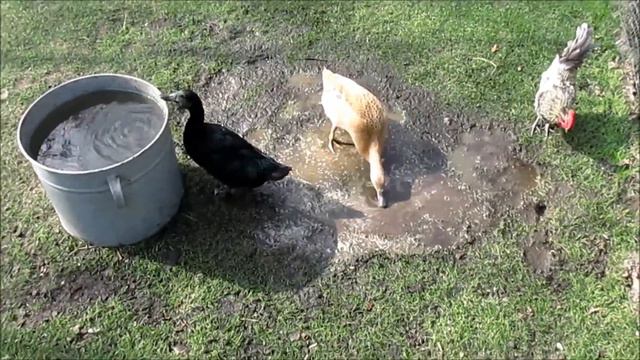 В Европу самостоятельно: Нидерланды. март 2015 года. день третий. ч. 4 смотреть онлайн