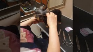 Как подстричь головку йорку