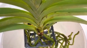 орхидея ВАНДА❗️простой и БЫСТРЫЙ способ посадки. Как посадить Ванду.