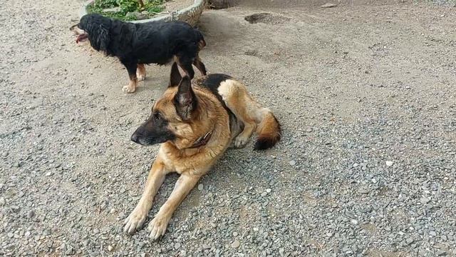 Христос воскресе 🌟 с любовью ❤️ питомник чихуахуа Кастропуло Крым Симферополь смотреть онлайн