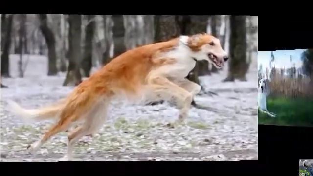 Русская псовая борзая смотреть онлайн