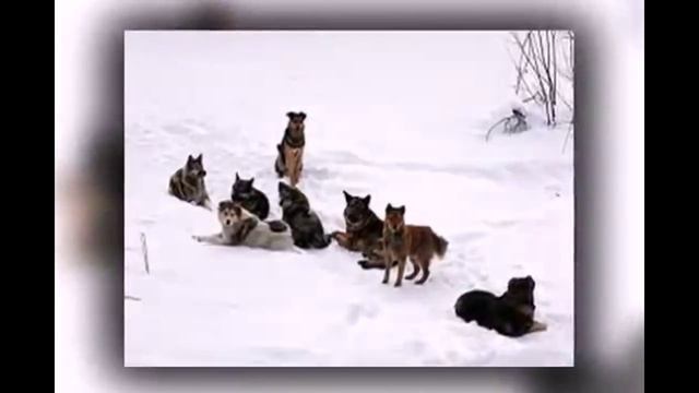 Цена свободы.mp4 смотреть онлайн