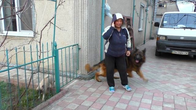 ?Как Дакара в СТОЙКУ СТАВИЛИ ?, а мопс Марго ПОМОГАЛА? Кобель Длинношерстной Немецкой Овчарки 3.5 г смотреть онлайн