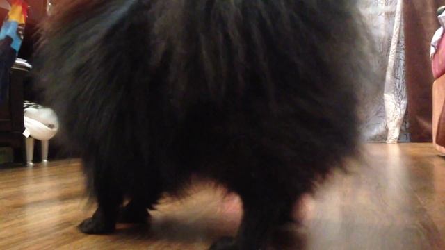 German Spitz / Шпицы играют с носком) смотреть онлайн