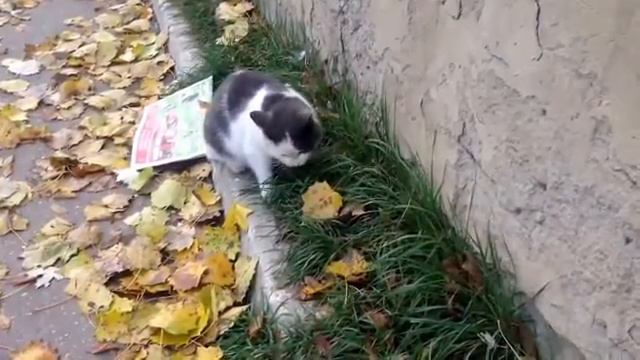 Кот вегетарианец в Махачкале (Дагестан) и мелодия. ~Веганский кот~ смотреть онлайн