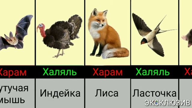 Мясо халяльных и запрещенных животных в исламе Meat Of Halal And Prohibited Animals In Islam