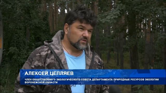 Почему гибнет Северный лес. Экологи и полиция ищут вандалов, нанёсших смертельные раны деревьям. смотреть онлайн