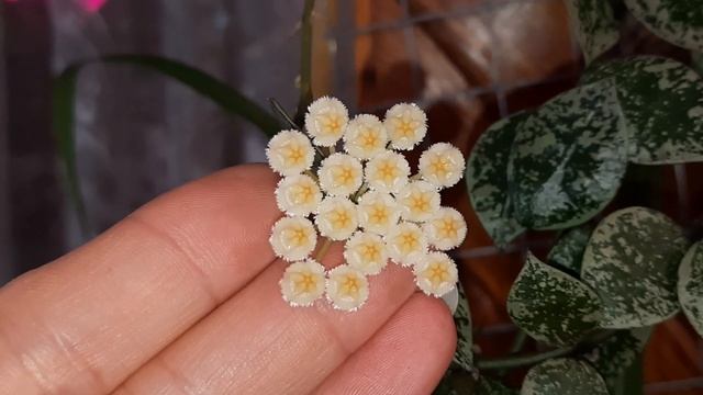 Цветение хойи Лакуноза "эскимо " смотреть онлайн