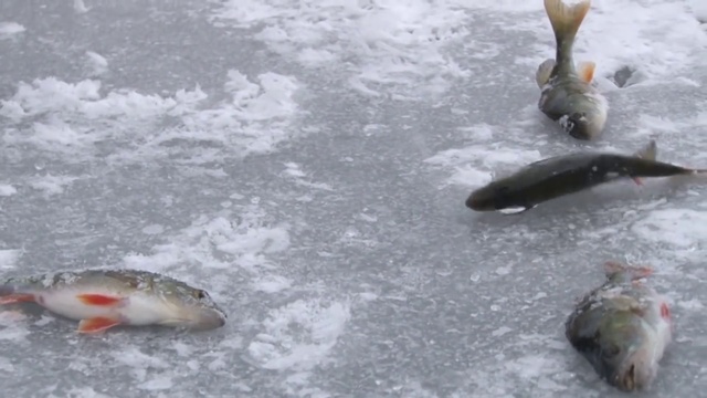 За Крупным Зимним Окунем. Мастер-класс 276 HD. For big perch with winter spoon-b смотреть онлайн