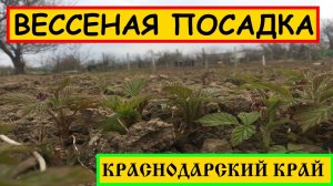 ВЕСЕННЯЯ ПОСАДКА МАЛИНЫ СРОКИ || Когда посадить малину. время посадки малины #КогдаСажатьМалину