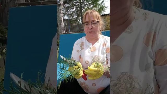 Черенкование туи Смарагд смотреть онлайн