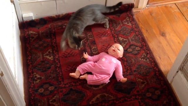 Kitten smacks a baby toys face смотреть онлайн