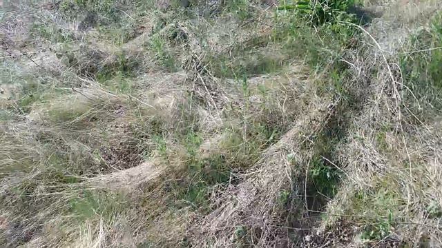Ловим ящериц на поле смотреть онлайн