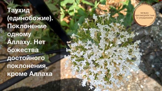 Таухид (единобожие). Поклонение одному Аллаху / Абу Хамза аль-Башкурди смотреть онлайн