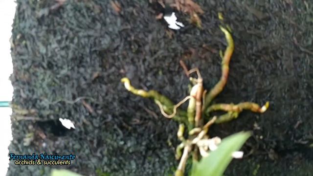 Dendrobium victoriae-reginae #CareCollab LEGENDAS em PORTUGUÊS смотреть онлайн