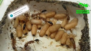 У Harpegnathos Saltator появился гамергат! Муравьи салтаторы.