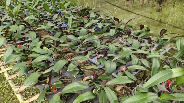 Promo Anggrek Phalaenopsis Taiwan ( Id Code ) смотреть онлайн