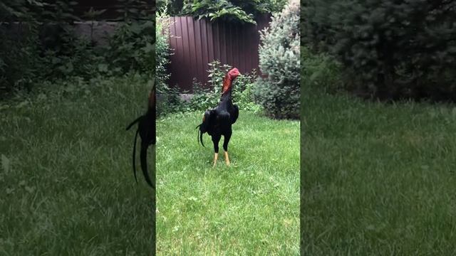 Петух О Шамо ,немец на племя смотреть онлайн