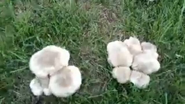 Грибы смотреть онлайн