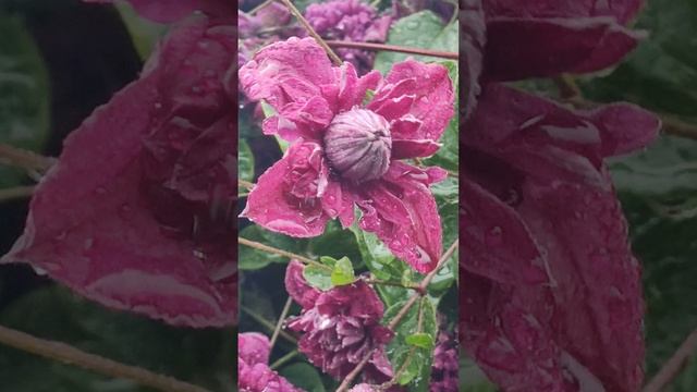 Клематис Пурпуреа Плена Элеганс (Purpurea plena elegance): чудо третьей группы обрезки смотреть онлайн