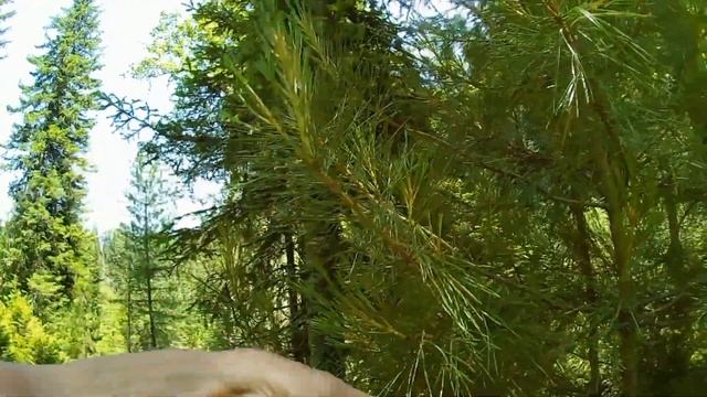 Алтай | Тайга | Клещи ???⛅ смотреть онлайн