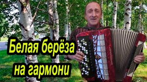 Белая береза на гармони