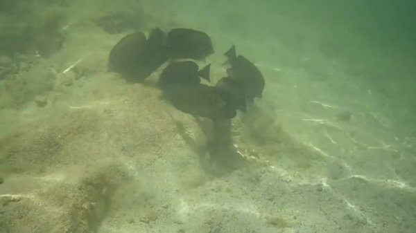 RED SEA - MARSA ALAM - Reef Club Calimera Akassia Swiss Resort