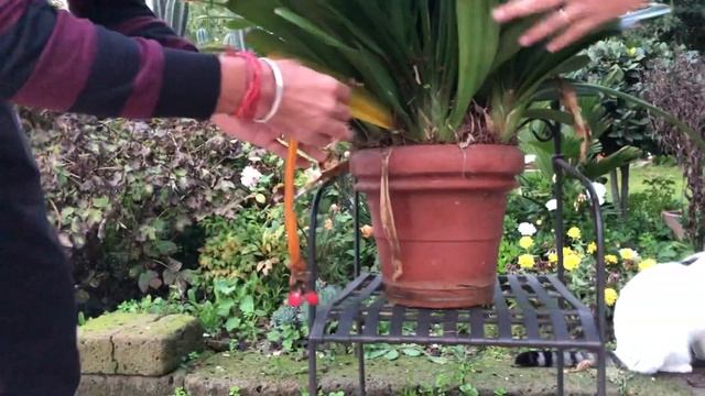 Clivia miniata autumn preparation смотреть онлайн