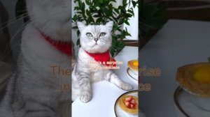 Best Of Chef Cat ChangAn Tiktok Compilation | Cat Cooking Food | Cute Cat Videos