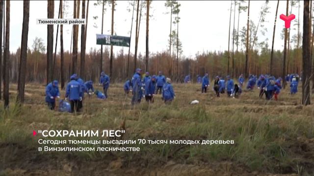 "СОХРАНИМ ЛЕС" смотреть онлайн