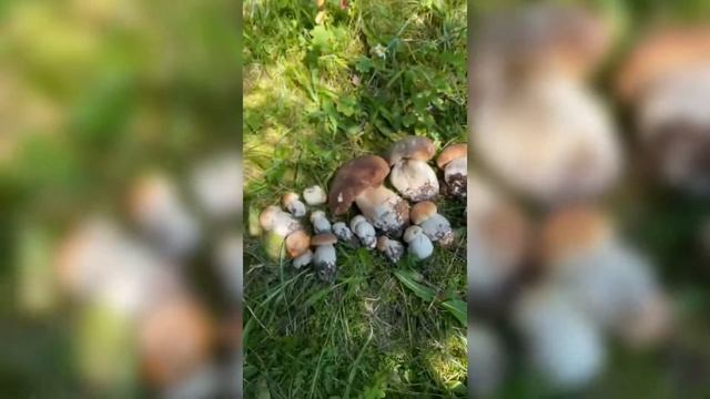 МЕЧТА ГРИБНИКА! БЕЛЫЙ ГРИБ ПУТАЕТСЯ ПОД НОГАМИ смотреть онлайн