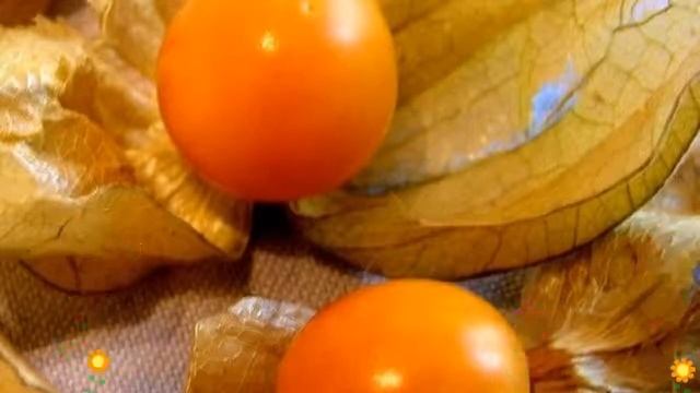 Физалис сортовой Десертный (Desertnyy). Краткий обзор, описание характеристик, где купить семена