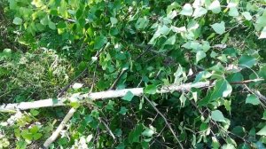 заготовка черенков для лопат