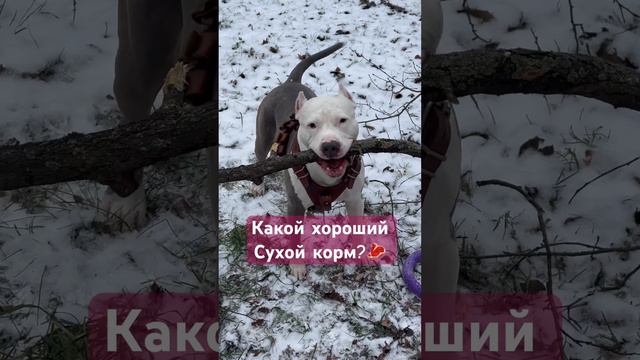 Амстафф Бой сухой корм #амстафф #семья #шортс #amstaff #dog #качалка #собака #тренировка #тренд смотреть онлайн