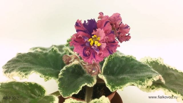 Фиалка с расписными цветами и листьями - АВ-820-2 смотреть онлайн