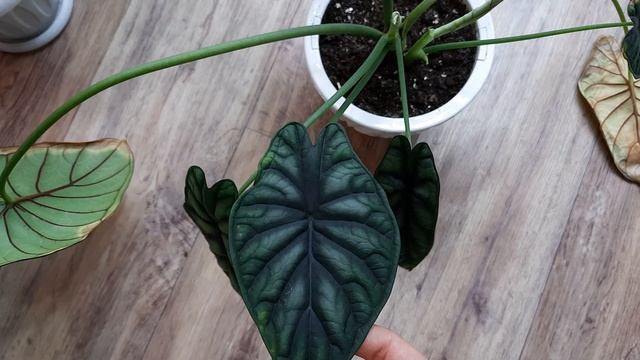 Мега обзор алоказий