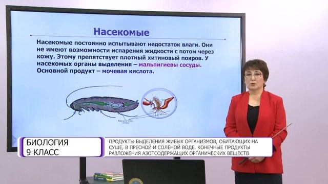 Биология. 9 класс. Продукты выделения живых организмов, обитающих на суше и в пустыне /08.12.2020/ смотреть онлайн