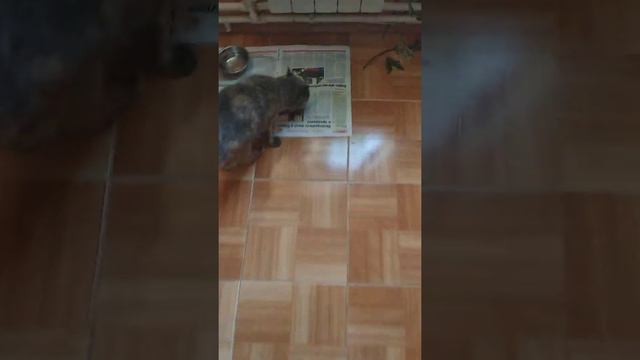 Кошка Маша любит рыбку смотреть онлайн