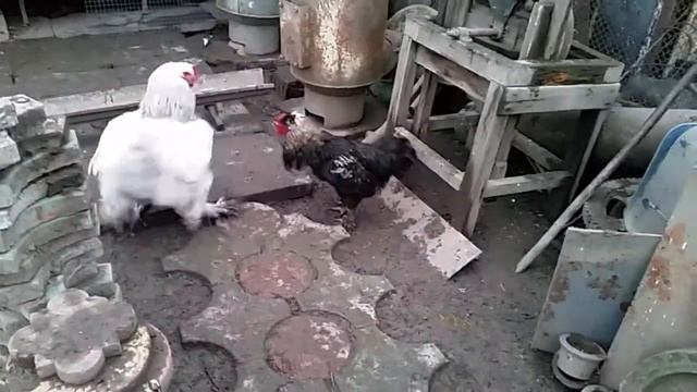 Бой петухов смотреть онлайн
