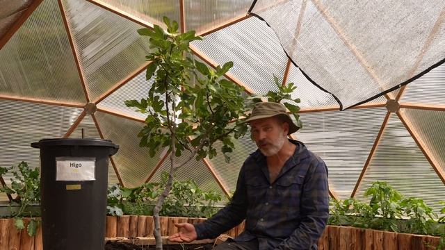 Water, Fruit Trees And Wildlife In An Off-grid Greenhouse