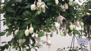 Pink Marshmellow - Fuchsia