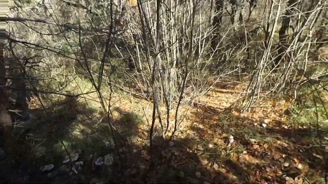 Грибы Рядовка, плато Ай-Петри октябрь 2016 года смотреть онлайн