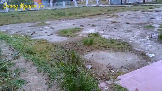 Cây cơm cháy hỗ trợ trị gãy xương, viêm thận phù thũng, lành vết thương, lợi tiểu, thấp khớp.. смотреть онлайн