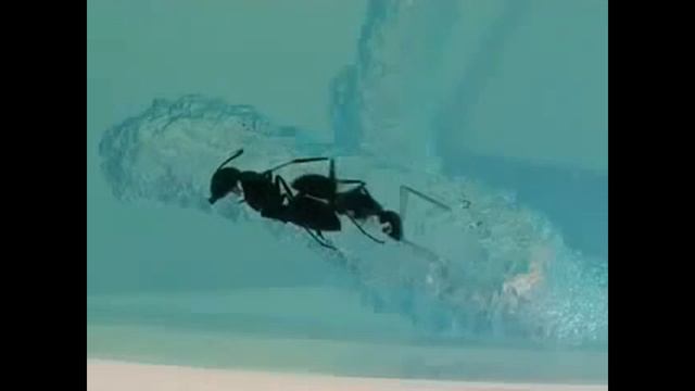 Муравьиная ферма смотреть онлайн