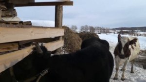 Кормлю телят . Понос у коров . Не вкусное сено . Веселые собаки .