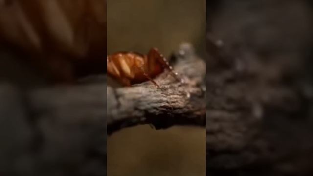 ДА ОН СНАЙПЕР? Рыба-брызгун ест насекомых #рыбалка #рыбабрызгун #природа #ловлярыбы #насекомые смотреть онлайн